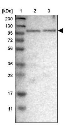 Western Blot: SGEF Antibody [NBP1-88006]