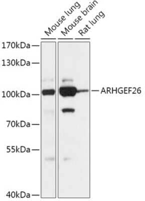 Western Blot: SGEF AntibodyAzide and BSA Free [NBP2-94359]