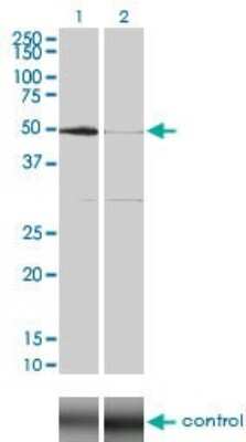 Western Blot: SGK1 Antibody (4D7-G3) [H00006446-M01]