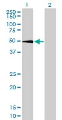 Western Blot: SGK1 Antibody (4D7-G3) [H00006446-M01]