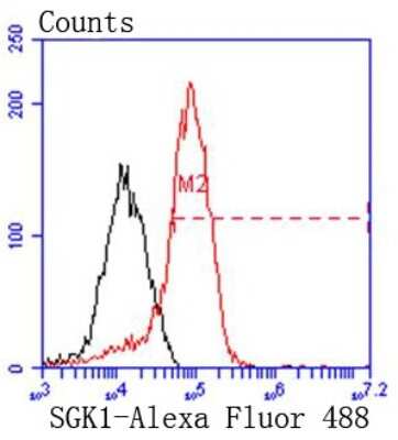 Flow Cytometry: SGK1 Antibody (SC05-71) [NBP2-67561]