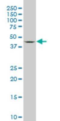 Western Blot: SGK2 Antibody (4G4) [H00010110-M05]