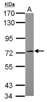 Western Blot: SGK3 Antibody [NBP2-20336]