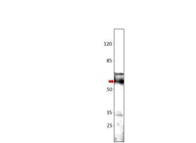 Western Blot: SGK3 Antibody [NBP3-12271]