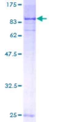 SDS-PAGE: Recombinant Human SGK3 GST (N-Term) Protein [H00023678-P01]