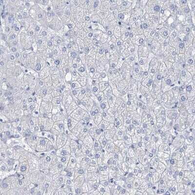 Immunohistochemistry-Paraffin: SGOL2 Antibody [NBP1-83567]