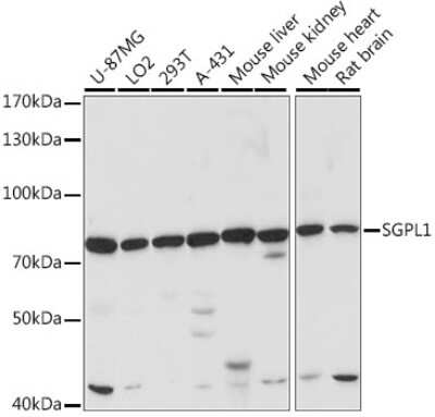 Western Blot: SGPL1 AntibodyAzide and BSA Free [NBP2-93555]