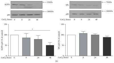 Western Blot: SGPP1 Antibody [NBP1-91353]