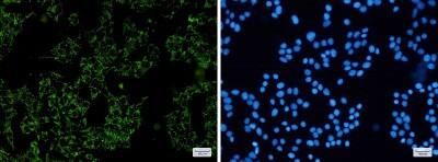 Immunocytochemistry/ Immunofluorescence: SGSM1 Antibody (S07-5H6) [NBP3-19770]