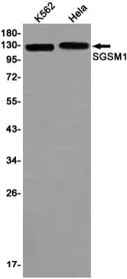 Western Blot: SGSM1 Antibody (S07-5H6) [NBP3-19770]