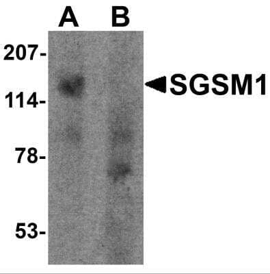 Western Blot: SGSM1 AntibodyBSA Free [NBP2-81792]