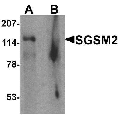 Western Blot: SGSM2 AntibodyBSA Free [NBP2-82004]