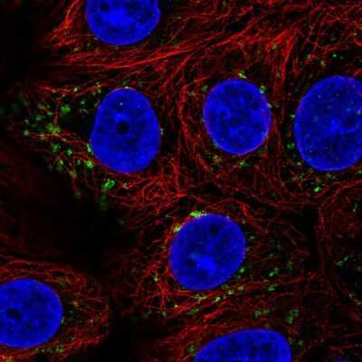 Immunocytochemistry/ Immunofluorescence: SGSM3 Antibody [NBP2-13304]