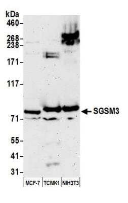 Western Blot: SGSM3 Antibody [NBP2-60726]