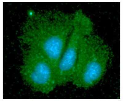Immunocytochemistry/ Immunofluorescence: SGTA Antibody (19E8) - BSA Free [NBP2-59426]