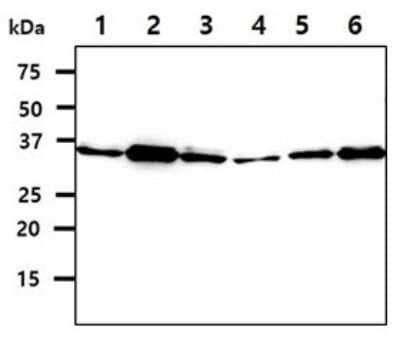 Western Blot: SGTA Antibody (19E8)BSA Free [NBP2-59426]