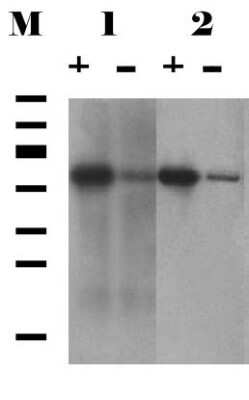 Western Blot: SGTA Antibody (6A4) [NBP3-13529]