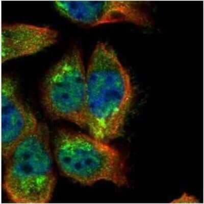 Immunocytochemistry/ Immunofluorescence: SH2B1 Antibody [NBP2-43830]