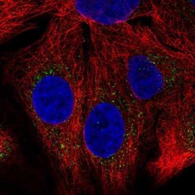 Immunocytochemistry/ Immunofluorescence: SH2B1 Antibody [NBP2-56004]