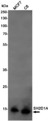 Western Blot: SH2D1A Antibody (S09-5F6) [NBP3-19771]