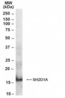 Western Blot: SH2D1A Antibody [NB100-1895]