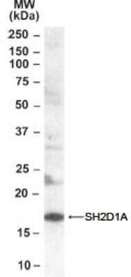 Western Blot: SH2D1A Antibody [NB100-40783]