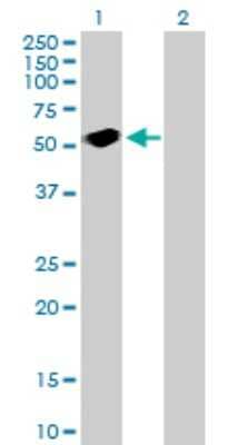 Western Blot: SH2D2A Antibody [H00009047-B01P]