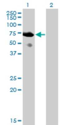 Western Blot: SH2D3A Antibody (3B11) [H00010045-M04]