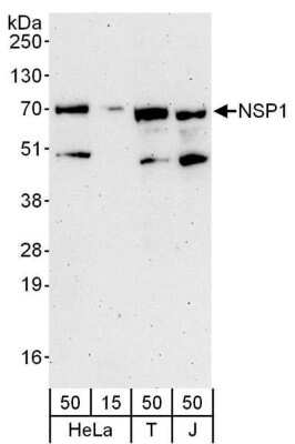 Western Blot: SH2D3A Antibody [NBP1-78202]