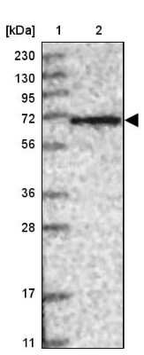 Western Blot: SH2D3A Antibody [NBP1-82525]