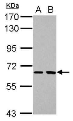 Western Blot: SH2D3A Antibody [NBP2-20340]