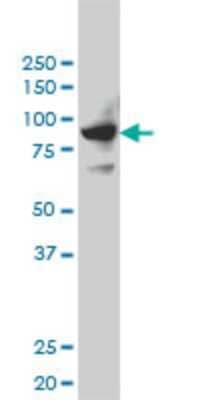 Western Blot: SH2D3C Antibody (3B2) [H00010044-M01]