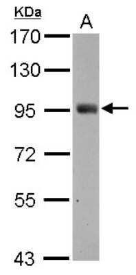 Western Blot: SH2D3C Antibody [NBP2-20341]