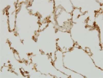 Immunohistochemistry-Paraffin: SH2D4A Antibody (3G8) [H00063898-M01]