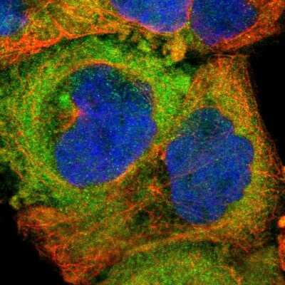 Immunocytochemistry/ Immunofluorescence: SH2D4A Antibody [NBP1-82157]