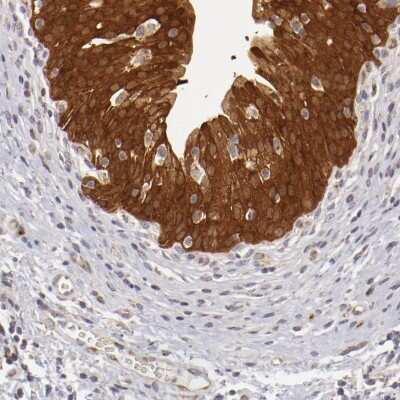 Immunohistochemistry-Paraffin: SH2D4A Antibody [NBP1-82158]