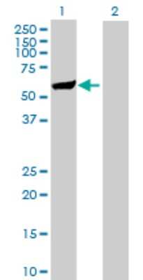 Western Blot: SH2D4A Antibody [H00063898-B01P]