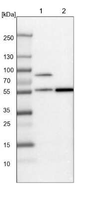 Western Blot: SH2D4A Antibody [NBP1-82157]