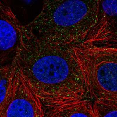 Immunocytochemistry/ Immunofluorescence: SH3BGRL Antibody [NBP2-33609]