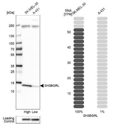 Western Blot: SH3BGRL Antibody [NBP2-33609]