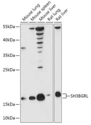 Western Blot: SH3BGRL AntibodyAzide and BSA Free [NBP2-93038]