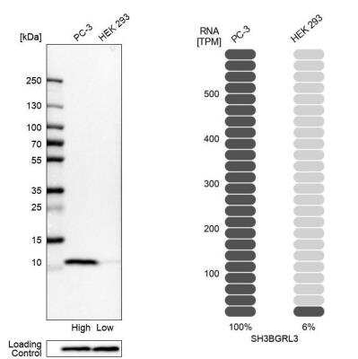 Western Blot: SH3BGRL3 Antibody [NBP2-56311]