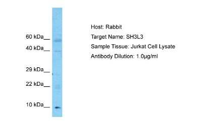 Western Blot: SH3BGRL3 Antibody [NBP2-85718]