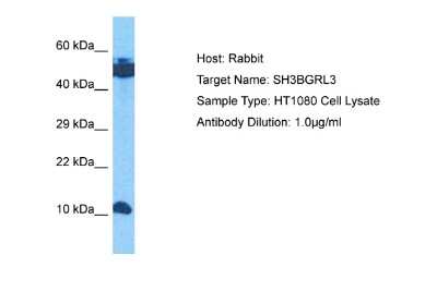 Western Blot: SH3BGRL3 Antibody [NBP2-85719]