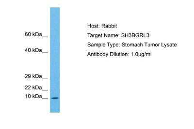 Western Blot: SH3BGRL3 Antibody [NBP2-85721]