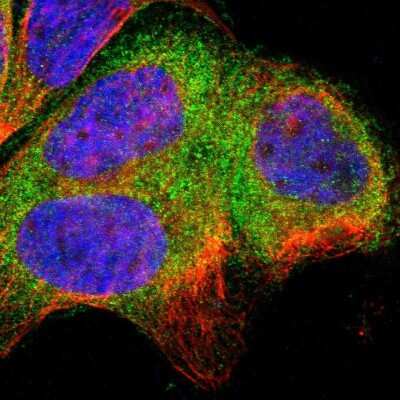 Immunocytochemistry/ Immunofluorescence: SH3BP1 Antibody [NBP1-88827]