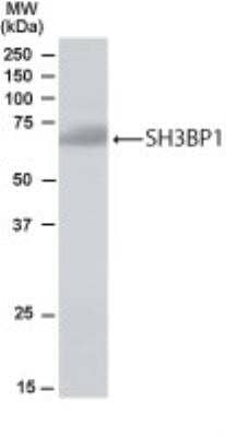 Western Blot: SH3BP1 Antibody [NB100-1398]