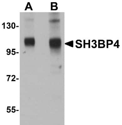 Western Blot: SH3BP4 AntibodyBSA Free [NBP1-77031]