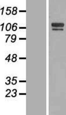 Western Blot: SH3BP4 Overexpression Lysate [NBL1-15928]