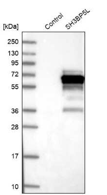 Western Blot: SH3BP5L Antibody [NBP1-81381]